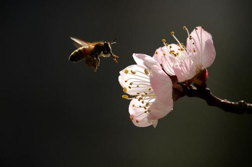 山東邂逅美 攝影大賽 花香蜂舞